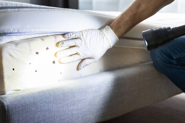 Best Cockroach Control Services  in Elk Plain, WA